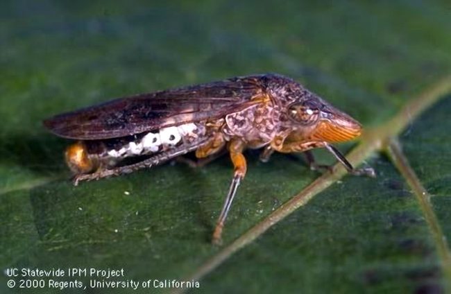 Close-up photograph of a glassy-winged sharpshooter insect on a plant stem