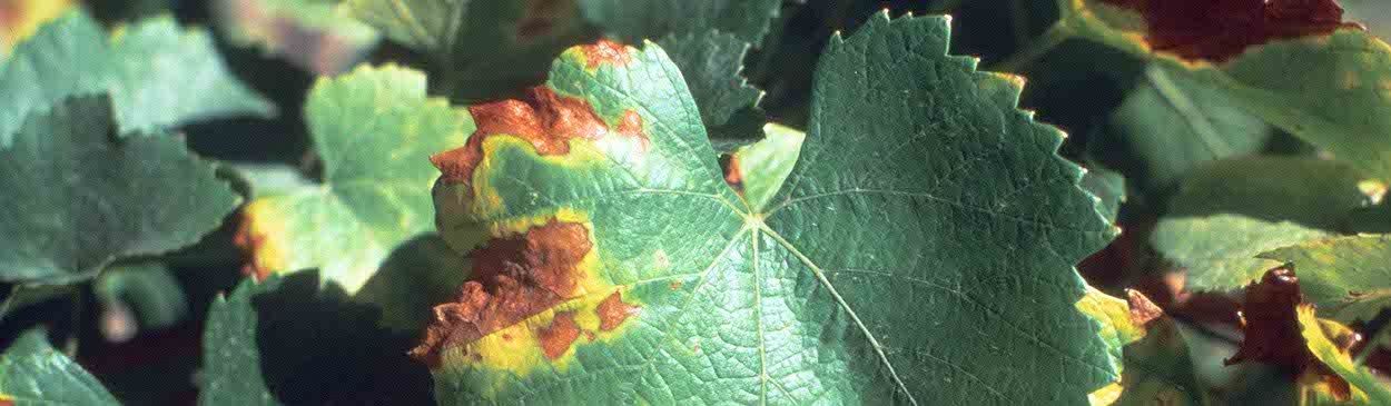 Grapevine leaf showing scorching symptoms of Pierce's Disease