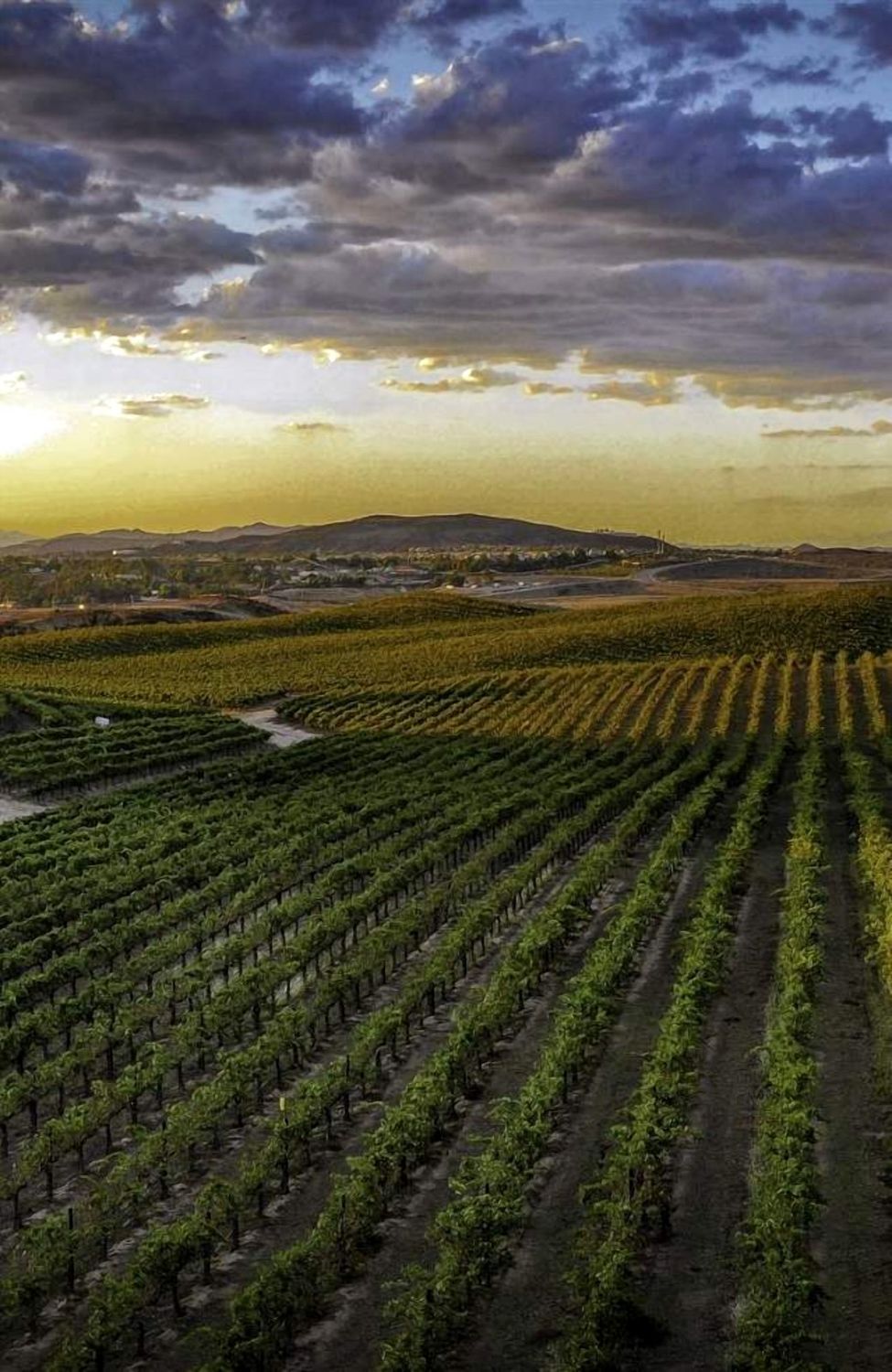 Aerial view of Temecula Valley vineyard rows at sunset